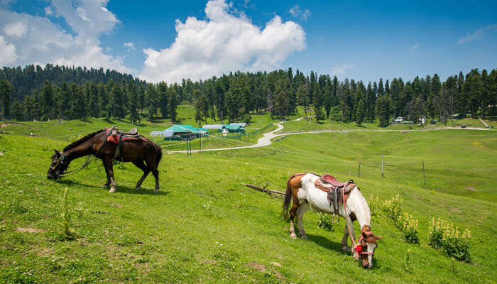 Kashmir Tour Packages
