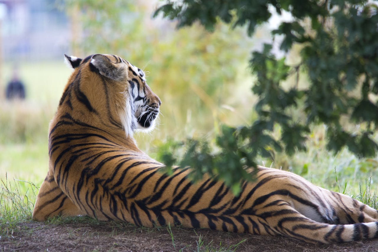 Thailand Tour Packages from Delhi