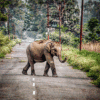 Corbett - Dream Travel Yaari® (a unit of DTYHOLIDAYS LLP)