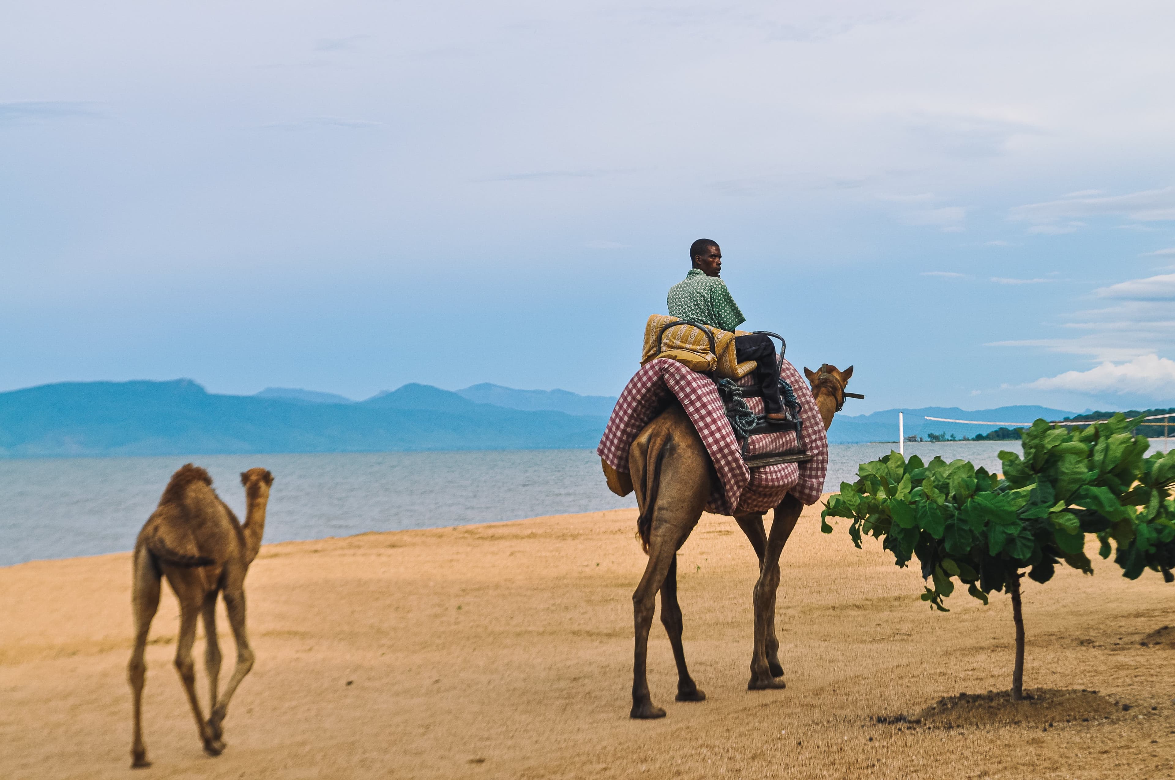 Exclusive Ladakh | Free Double - Humped Camel Ride