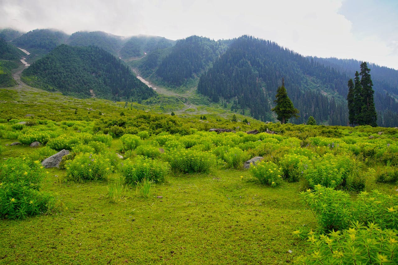 New Year in Heavenly Kashmir