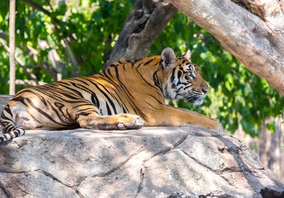 4 Nights Bangkok Pattaya Tour Package from Delhi