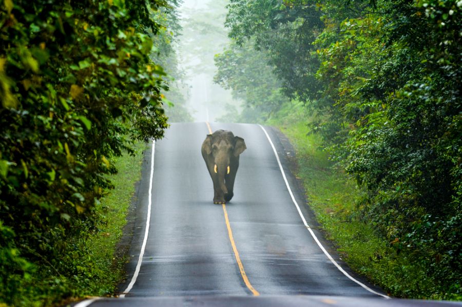 Khao Yai National Park - Thailand Holiday Packages from Trivandrum 