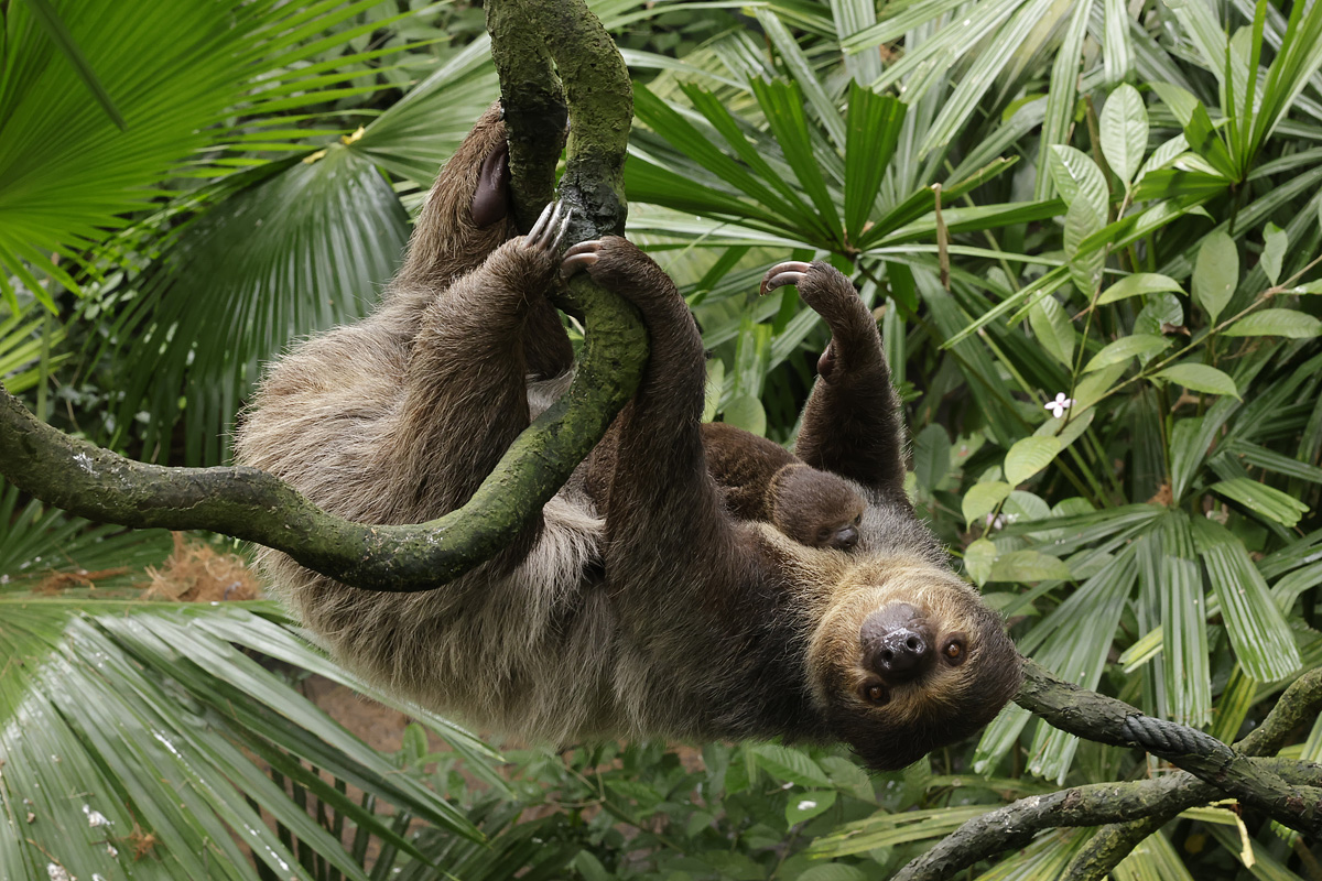 Singapore Zoo - Singapore Tour Packages from Kolkata