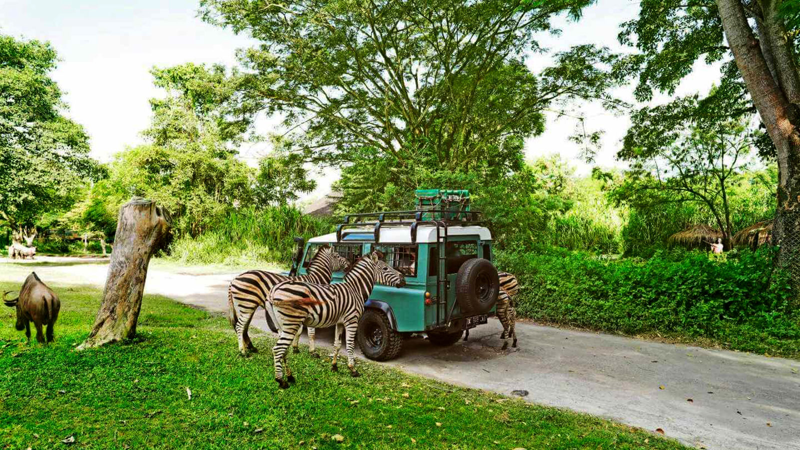 bali safari and marine park - bali holidays packages from trivandrum