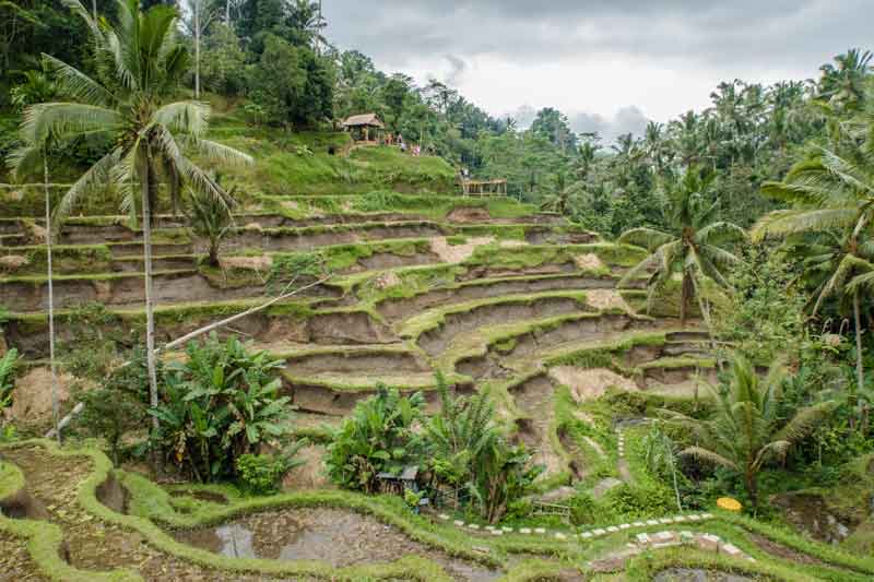 Ceking Rice Terrace - Bali Vacation Packages from Vadodara 