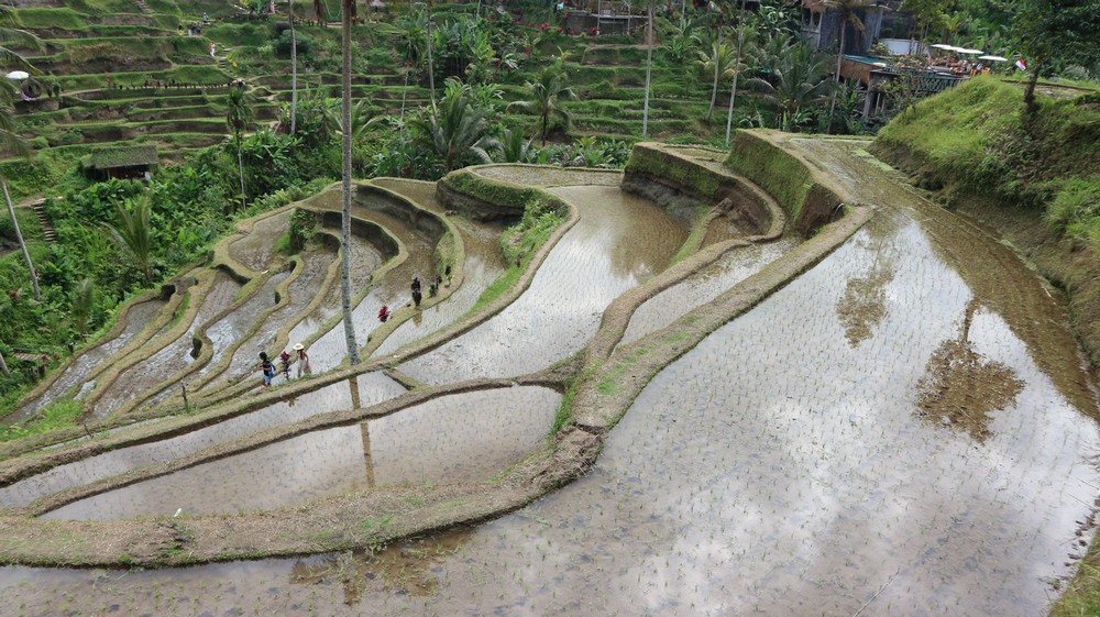 Ceking Rice Terrace - Bali Vacation Packages from Hyderabad