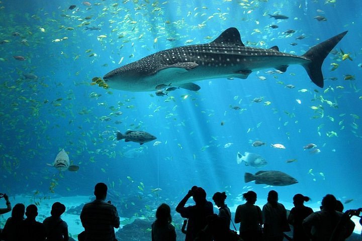 Ocean World in Thailand - Thailand holiday packages from Pune