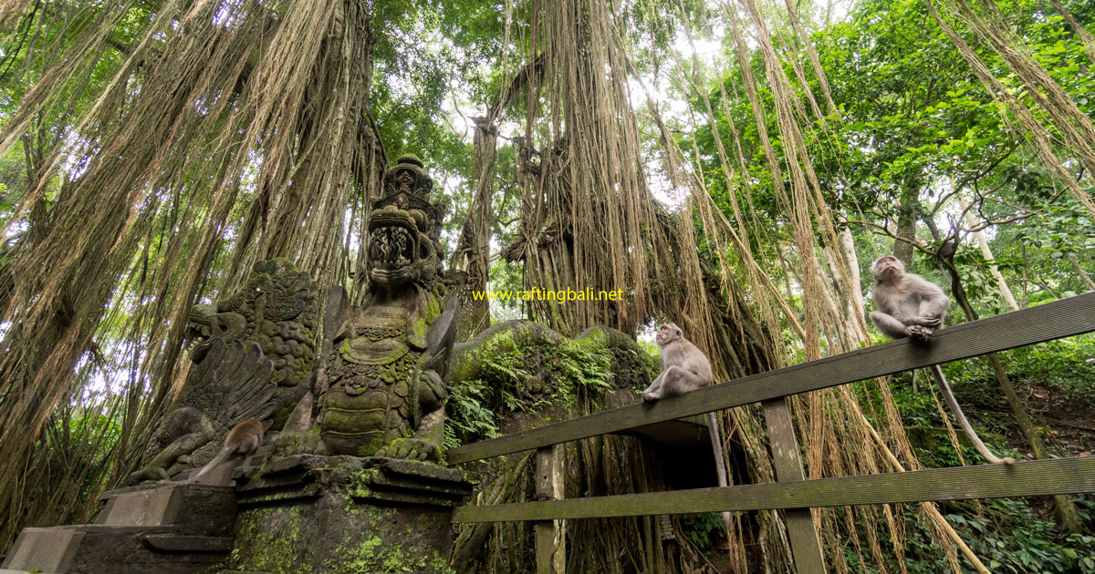 sacred monkey forest sanctuary - bali trip packages form trivandrum