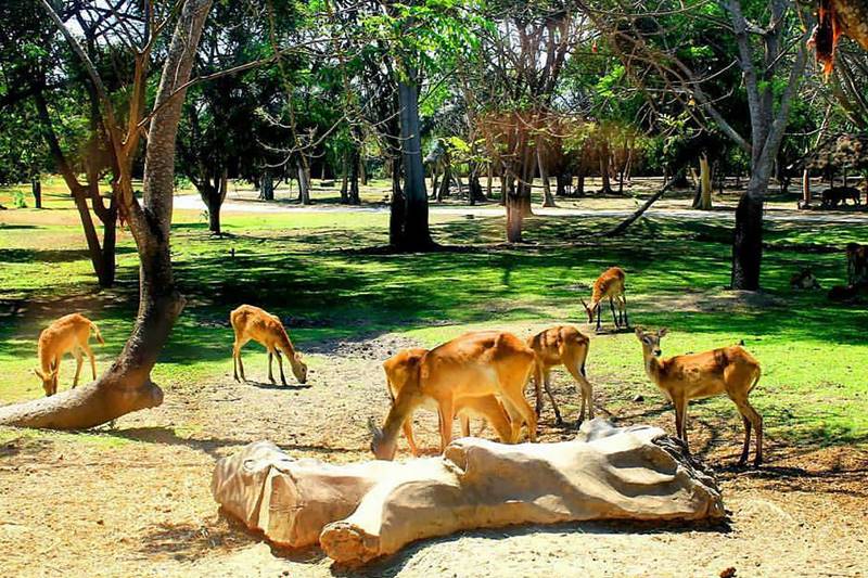 Bali Safari and Marine Park - Bali Tour Packages from Vadodara 
