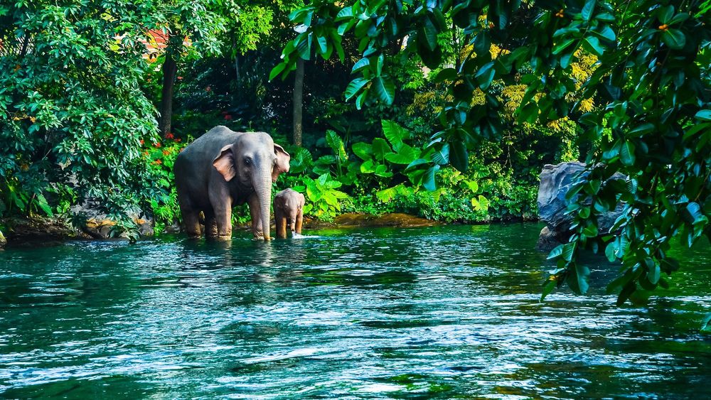 khao yai national park thailand - thailand travel packages from lucknow