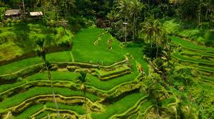 ceking rice terrace bali - bali tour packages from trivandrum