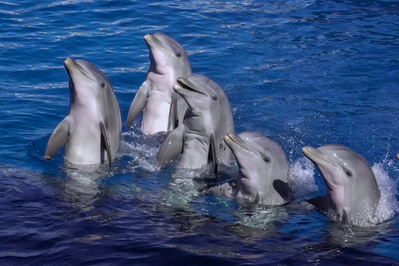 1735339468_283448-Singapore-dolphin-encounter.jpg