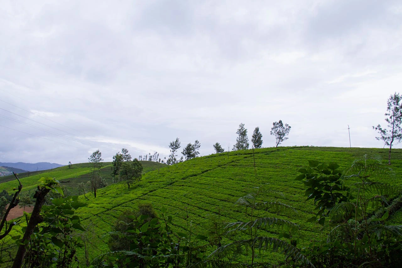 1747045624_875591-Ooty2.webp