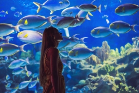 Explore Dubai with Underwater Zoo