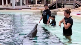 Singapore with Dolphin Encounter 