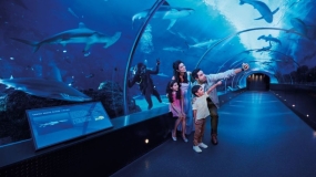 Discover Singapore with free Sea Aquarium Tickets