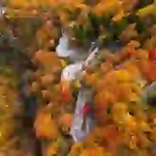 Autumn In Japan 7N 8D Tour 